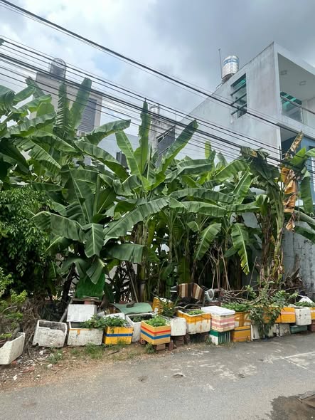 BÁN LÔ ĐẤT TRƯỜNG LƯU – LONG TRƯỜNG, Q9 16010389