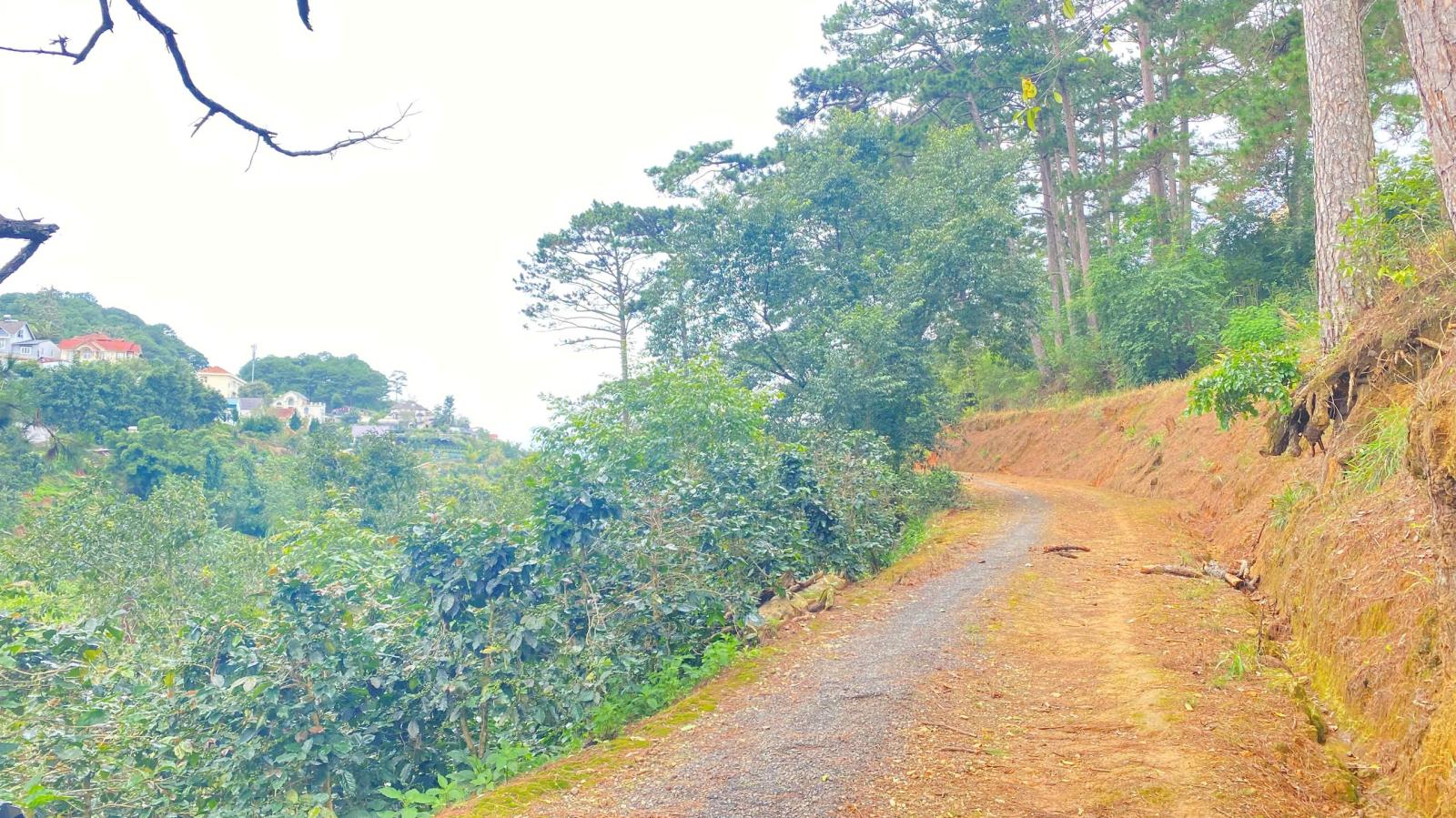 E đang có 8.000m2 hẻm khe sanh, p10 - đà lạt, lâm đồng 16010520