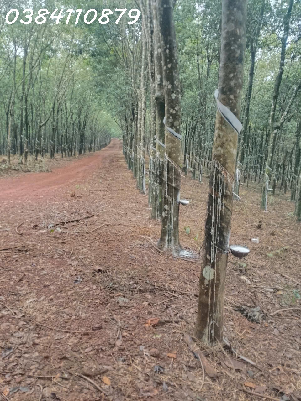 320HA NGUỒN THU MẠNH TÌM NHÀ ĐẦU TƯ320HA NGUỒN THU MẠNH TÌM NHÀ ĐẦU TƯ
thực tế bên ngoài là 320 ha, 16010839