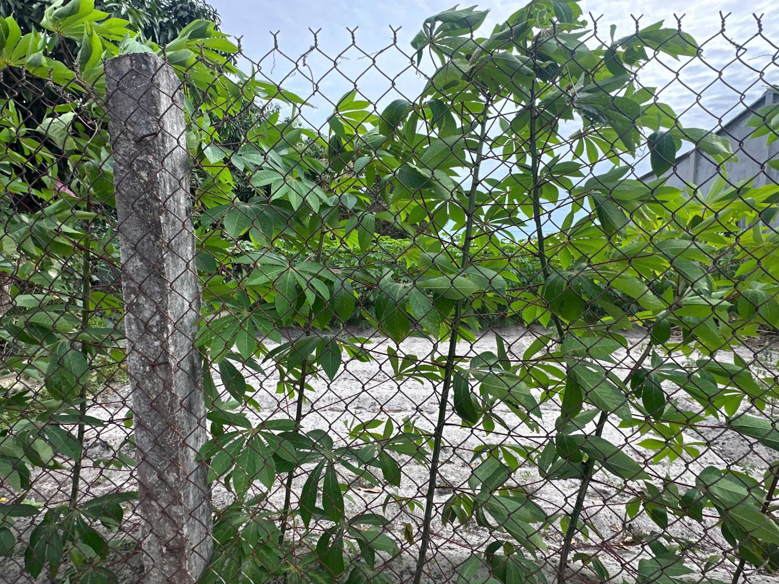 Bán 10m x 26m đất thổ cư Hẻm Quốc Lộ 55 - Tân Phước - LaGi giá ngộp 1 tỷ 16011424