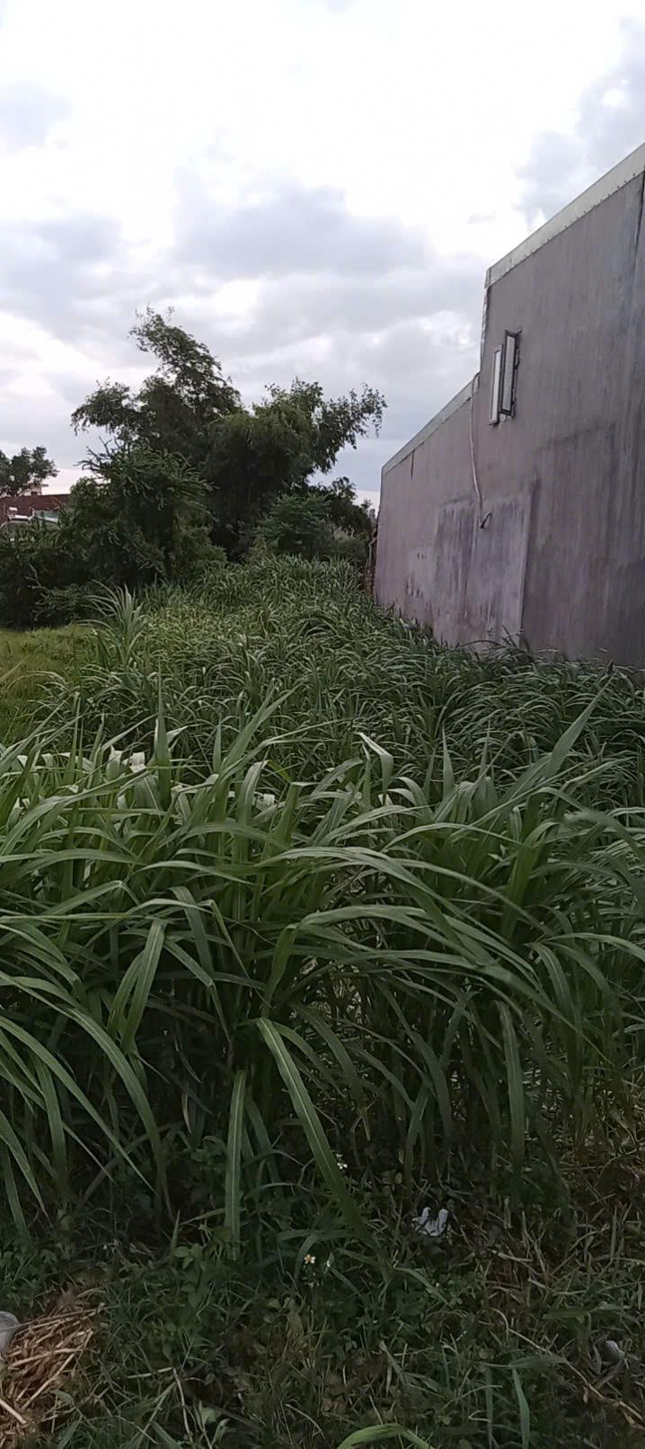 Chính chủ cần bán 140m2 tại Thôn Đại Lễ, Phước Hiệp, Tuy Phước, giá đầu tư 16011840