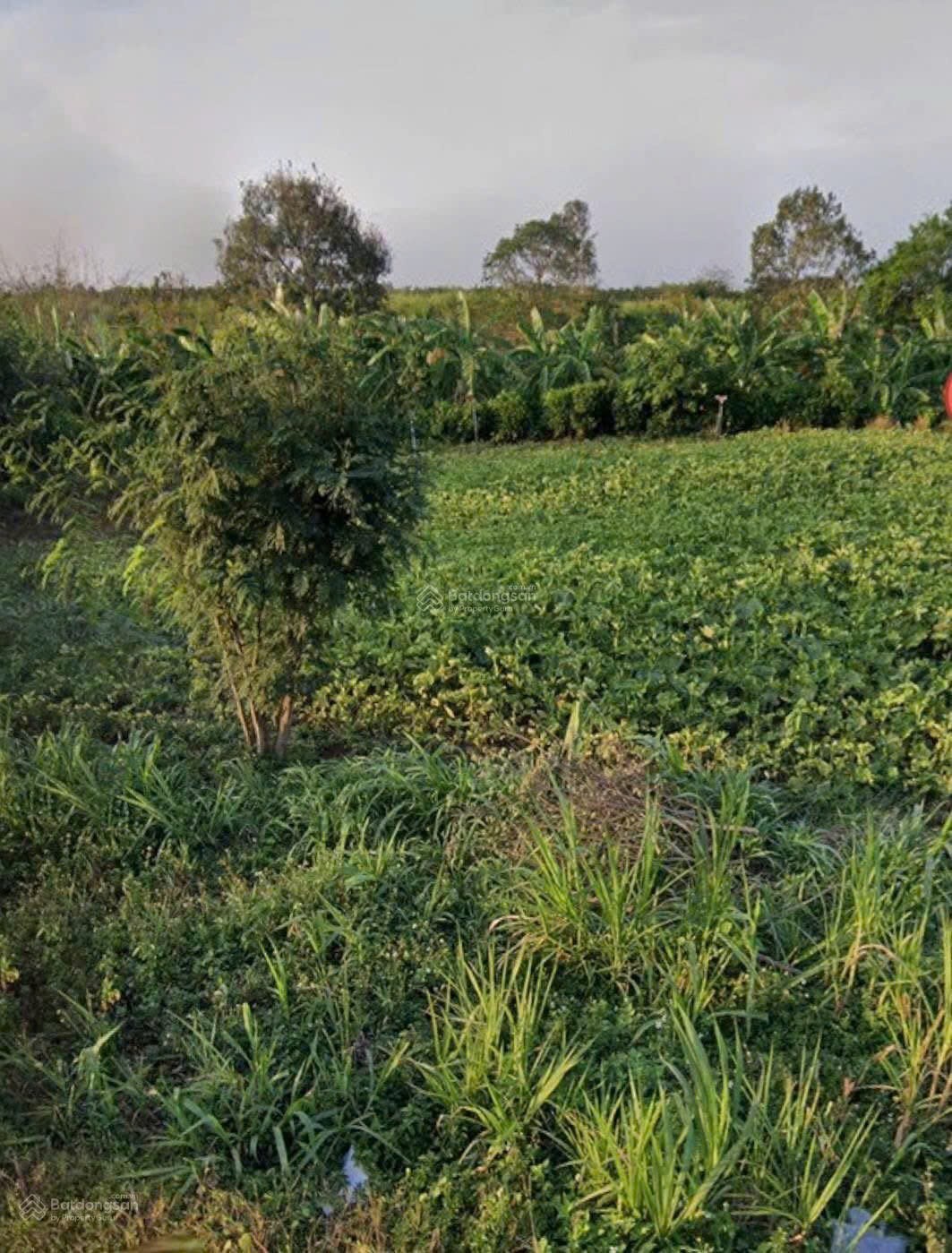 ĐẤT ĐẸP – GIÁ TỐT -CẦN BÁN NHANH 2 LÔ ĐẤT LIỀN KỀ TẠI Đường Bình Giã -Đá Bạc, Xã Nghĩa Thành, TP.HCM 16012155