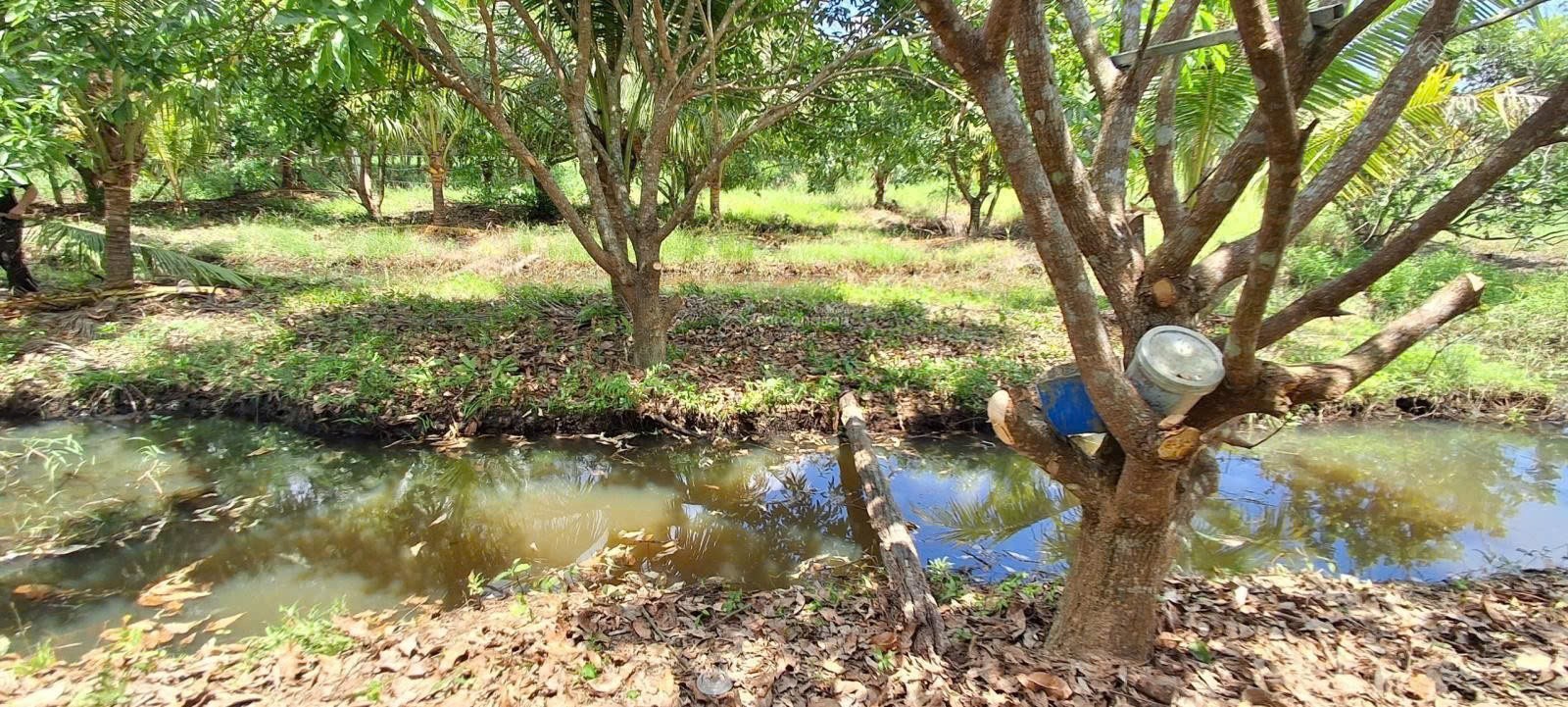 ĐẤT ĐẸP – GIÁ TỐT - CẦN BÁN NHANH LÔ ĐẤT TẠI Đường Hương Lộ 62, Xã Diên Thọ,  Diên Khánh, Khánh Hòa 16012158