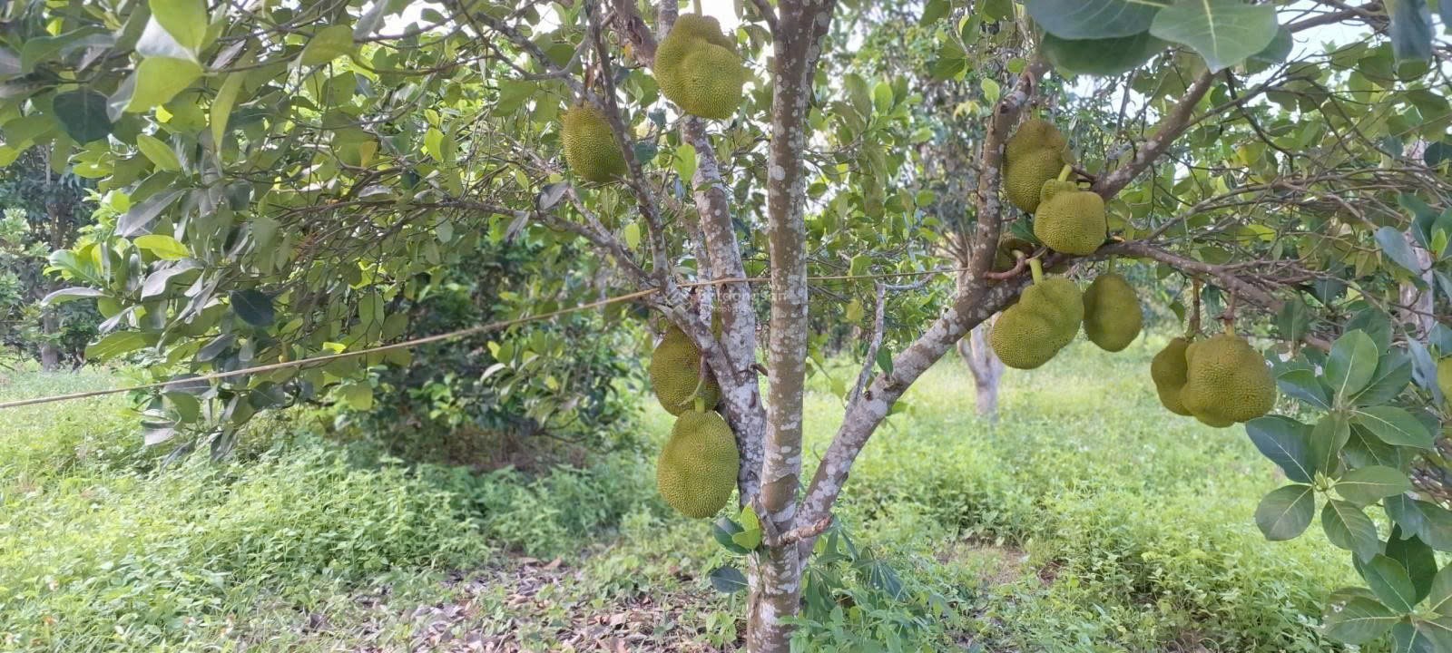 ĐẤT ĐẸP – GIÁ TỐT - CẦN BÁN NHANH LÔ ĐẤT TẠI Đường Hương Lộ 62, Xã Diên Thọ,  Diên Khánh, Khánh Hòa 16012158