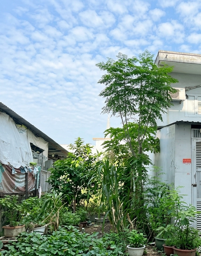 [L3037*] Đất Đ. 59 An Hội Tây, sát Chợ Thạch Đà, Giá 7.x Tỷ 16013441