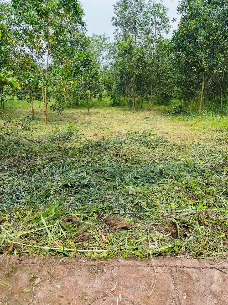 CẦN BÁN LÔ ĐẤT 100M² TẠI XÃ AN VIỄN – TP. ĐỒNG NAI 16013587