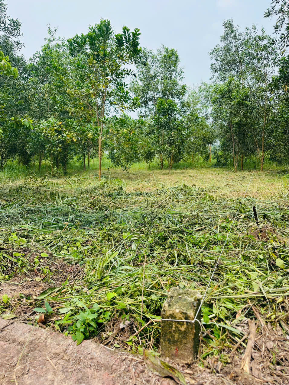 CẦN BÁN LÔ ĐẤT 100M² TẠI XÃ AN VIỄN – TP. ĐỒNG NAI 16013587
