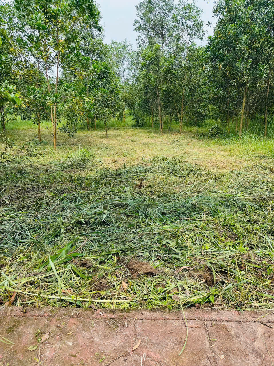 CHÍNH CHỦ BÁN ĐẤT 100M² FULL THỔ CƯ – GIÁ 1,6 TỶ – XÃ AN VIỄN, ĐỒNG NAI 16013592