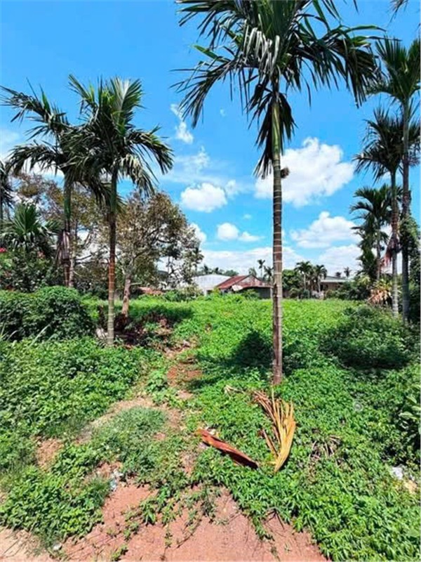 ĐẤT ĐẸP – GIÁ TỐT - CẦN BÁN NHANH 2 LÔ ĐẤT MẶT TIỀN TẠI Xã Ea Kênh, Huyện Krông Pắc, Tỉnh Đắk Lắk 16013752