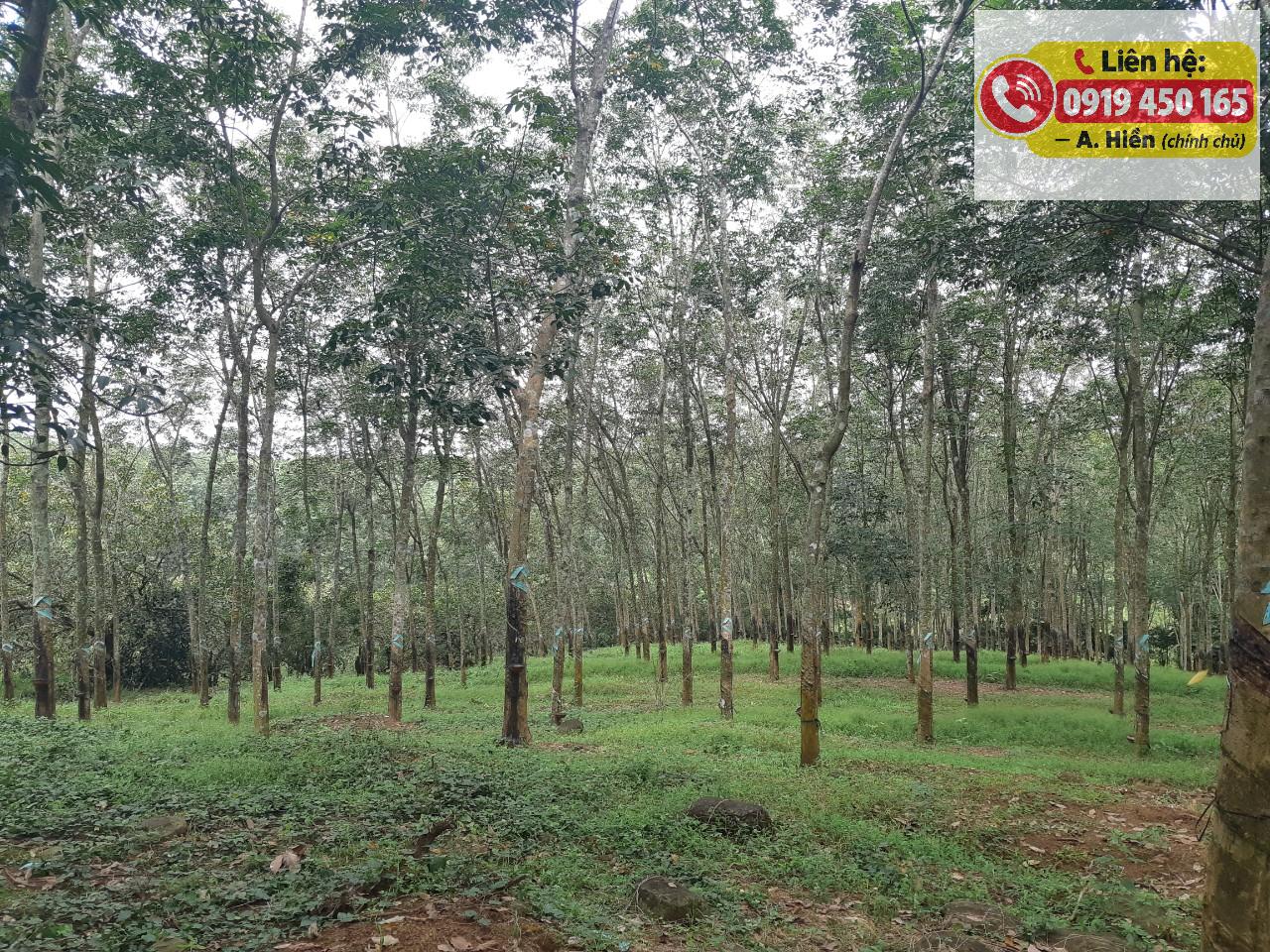 Bán đất cao su 13.202m Chính chủ tại Đồng Nai 16014731