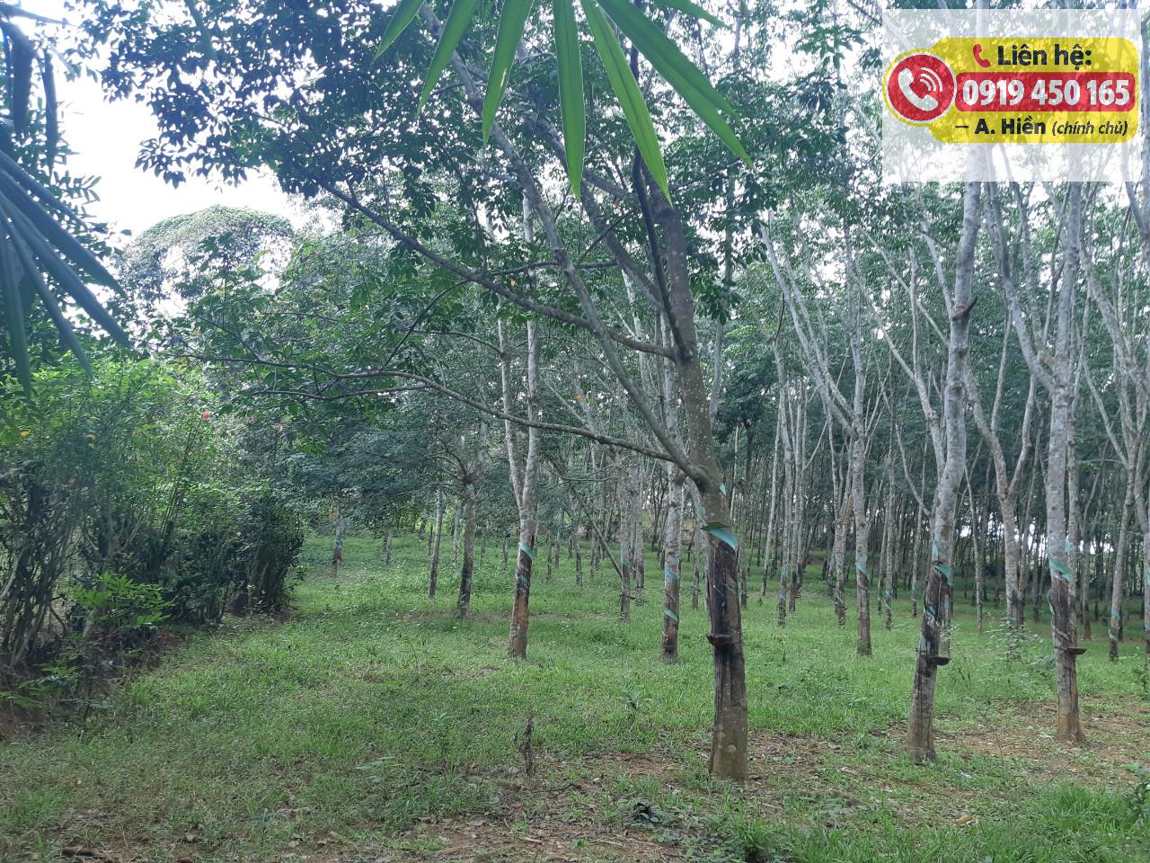 Bán đất cao su 13.202m Chính chủ tại Đồng Nai 16014731