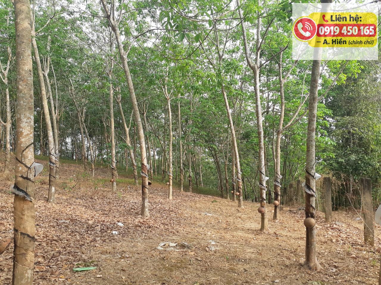 Chính chủ cần bán gấp đất cao su 15.840m tại Túc Trưng, Đồng Nai 16014764