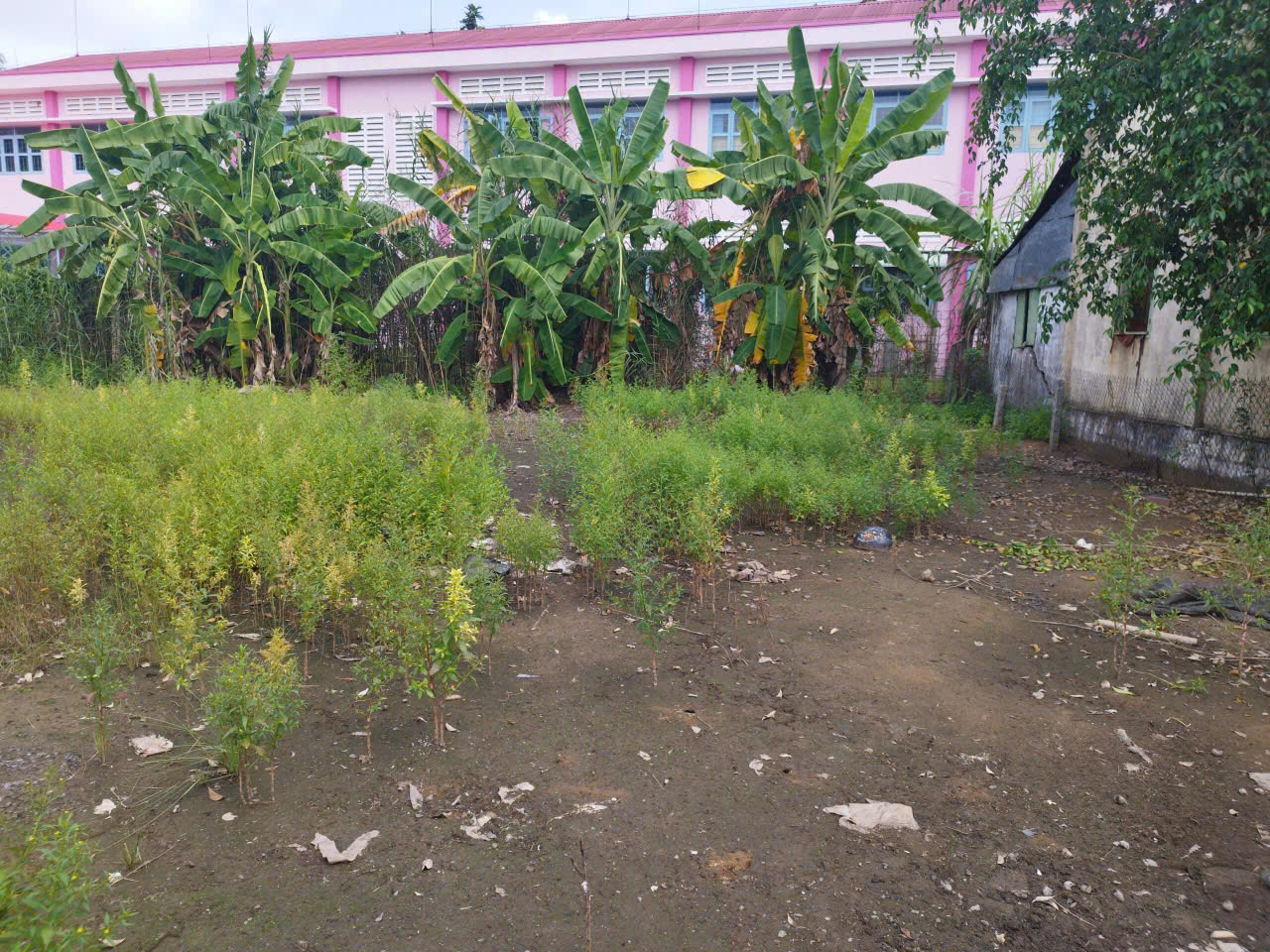 ĐẤT ĐẸP – GIÁ TỐT  – CHÍNH CHỦ CẦN BÁN TẠI Đường Cây Khoa, Tân Khánh Đông, Sa Đéc, Đồng Tháp 16015561