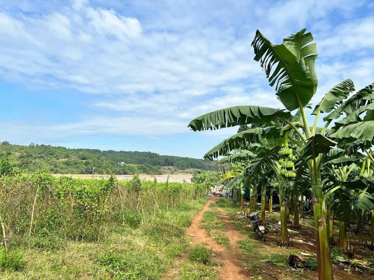 Chủ xuất cảnh cần ra nhanh đất 7.000m2 giá 1,2 tỷ - Giáp sông Srêpốk, Buôn Ma Thuột, tỉnh Đắk Lắk 16016201