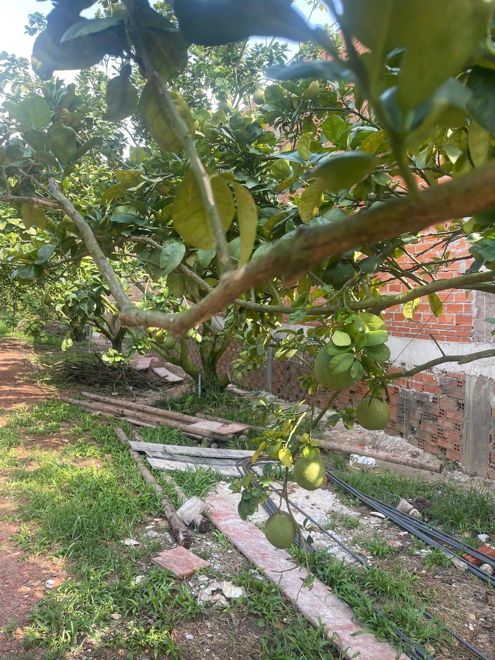Bán đất tại Trừ Văn Thố, 1,95 tỷ, 2143 m2, giá siêu hời, đẹp, nhiều tiện ích 16016538
