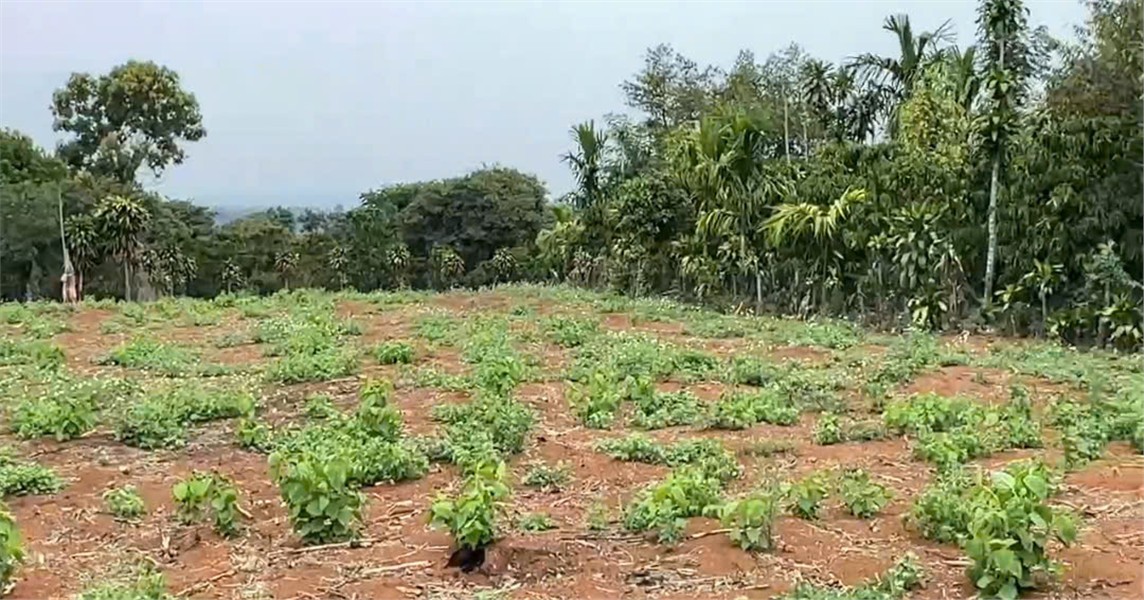 ĐẤT ĐẸP – CHÍNH CHỦ CẦN BÁN LÔ ĐẤT Mặt Tiền Đ. Trung Tâm Quảng Khê, H. Đắk Glong, T. Đắk Nông 16016929