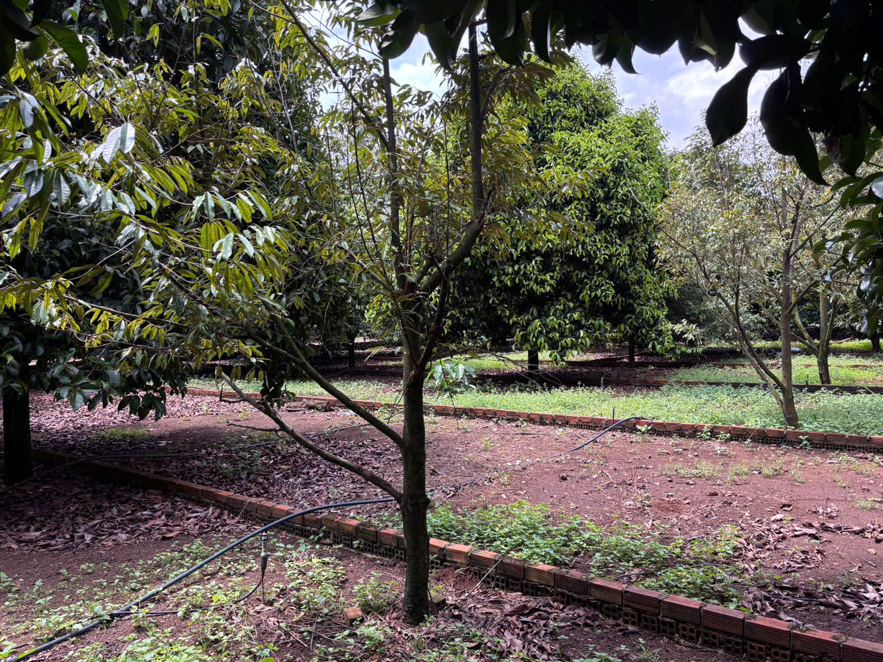 🔥 KHÔNG PHẢI 1 TỶ, KHÔNG PHẢI 2 TỶ MÀ CHỈ 775 TRIỆU CHO 125M² ĐẤT Ở TẠI DẦU GIÂY 16018042