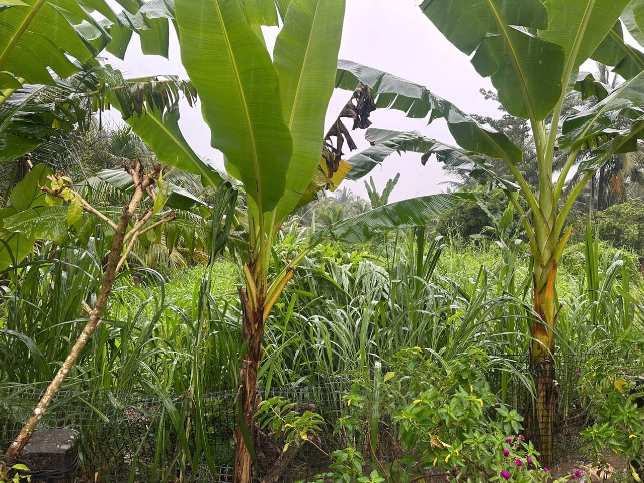 BÁN ĐẤT MẶT TIỀN SÔNG TIỀN – VỊ TRÍ ĐẸP, LÝ TƯỞNG LÀM NHÀ NGHỈ DƯỠNG, HOMESTAY, VILLA VEN SÔNG TẠI 16018379