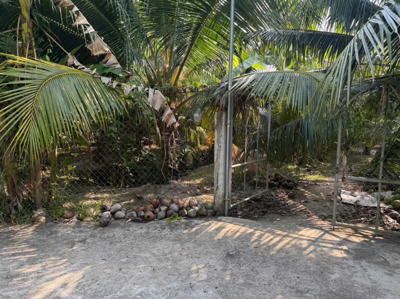 VỊ TRÍ ĐẸP - GIÁ TỐT - Chính Chủ Bán 7 Công Đất Vườn Dừa - Châu Thành Bến Tre 16018541