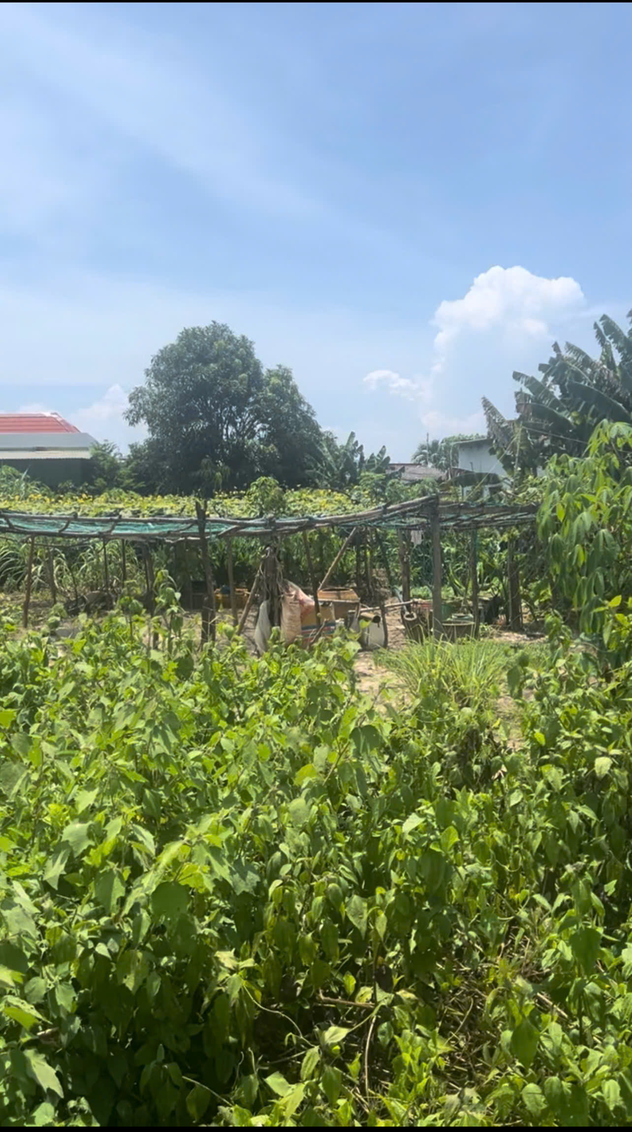 Bán gấp 332m2 đất full thổ cư Nguyễn Đình Chiểu ND, Phước Hội, Lagi 1.2 tỷ 16020075