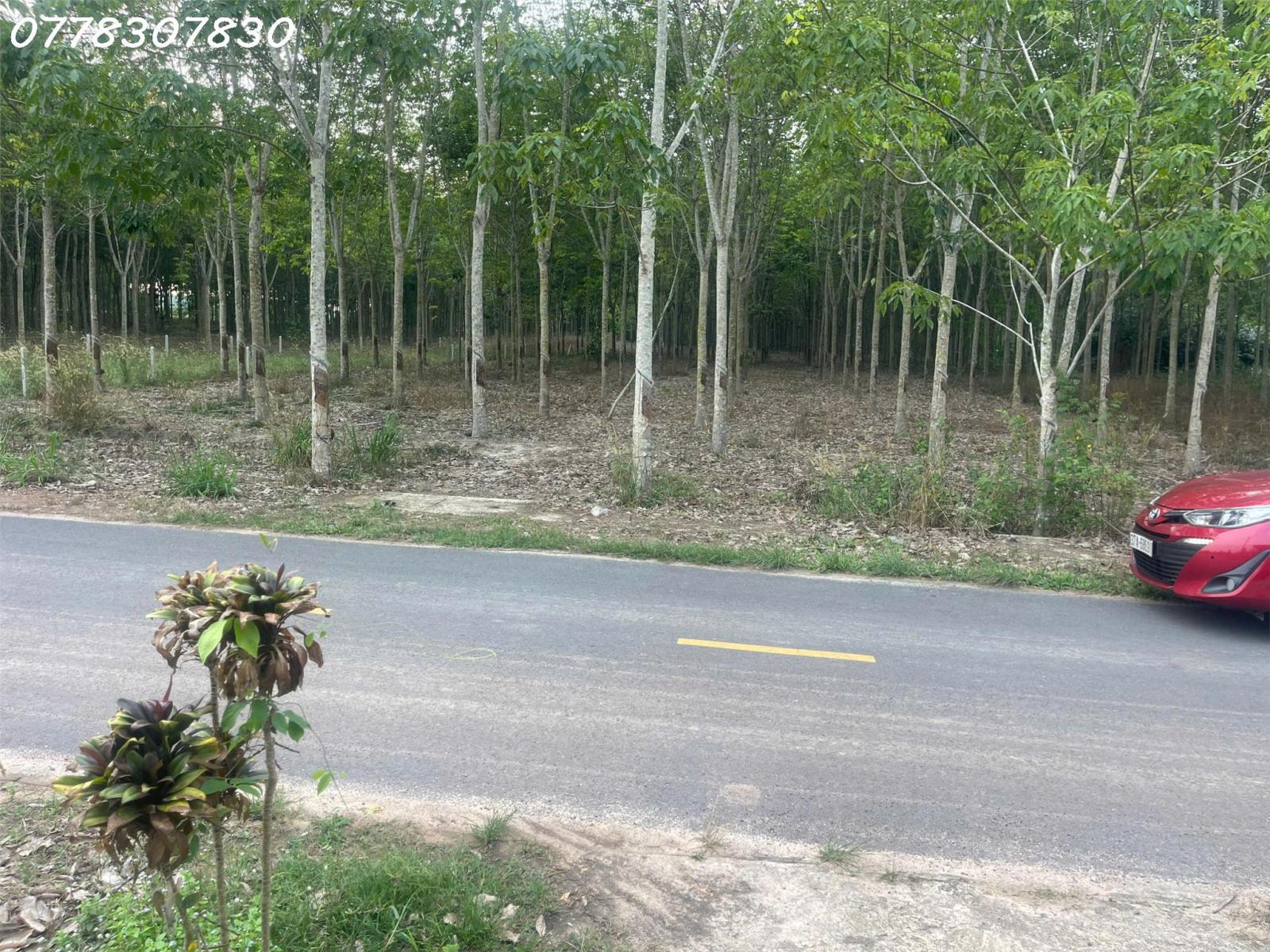 Bán đất tại đường Lò Rèn, Long Hòa, 4 tỷ, 880 m2, giá tốt, view đẹp 16020702