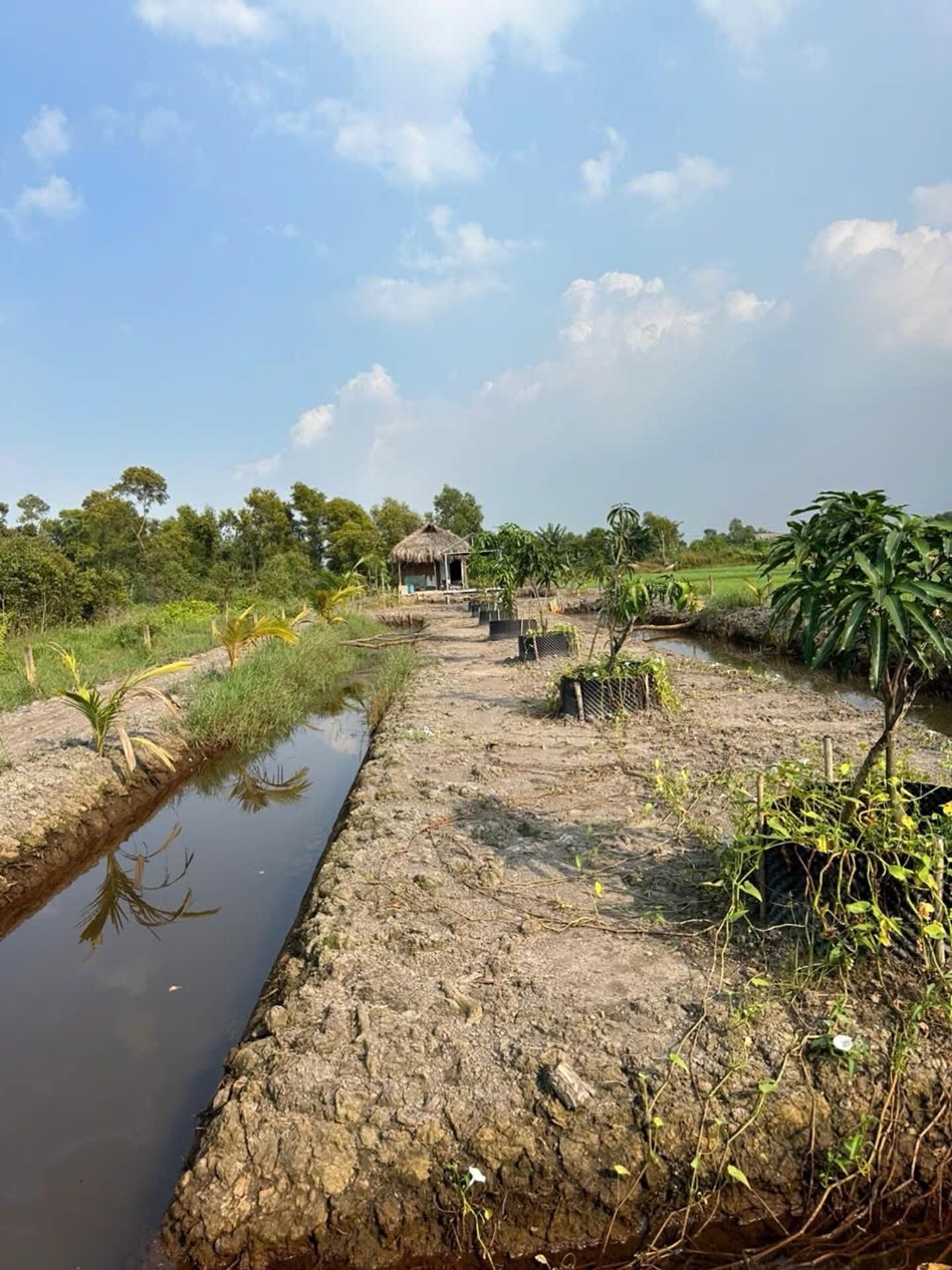 B.á.n đất Hóc Môn, sổ hồng chính chủ, 1583m2, gần chợ, Đại học lao động xã hội…, nhỉnh 5 tỷ 16020743