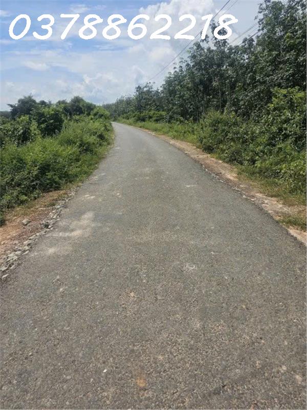Bán gấp lô đất đường Lò Rèn, xã Long Hòa, Dầu Tiếng, 9200m2, giá 4,2tr/m2 16021459