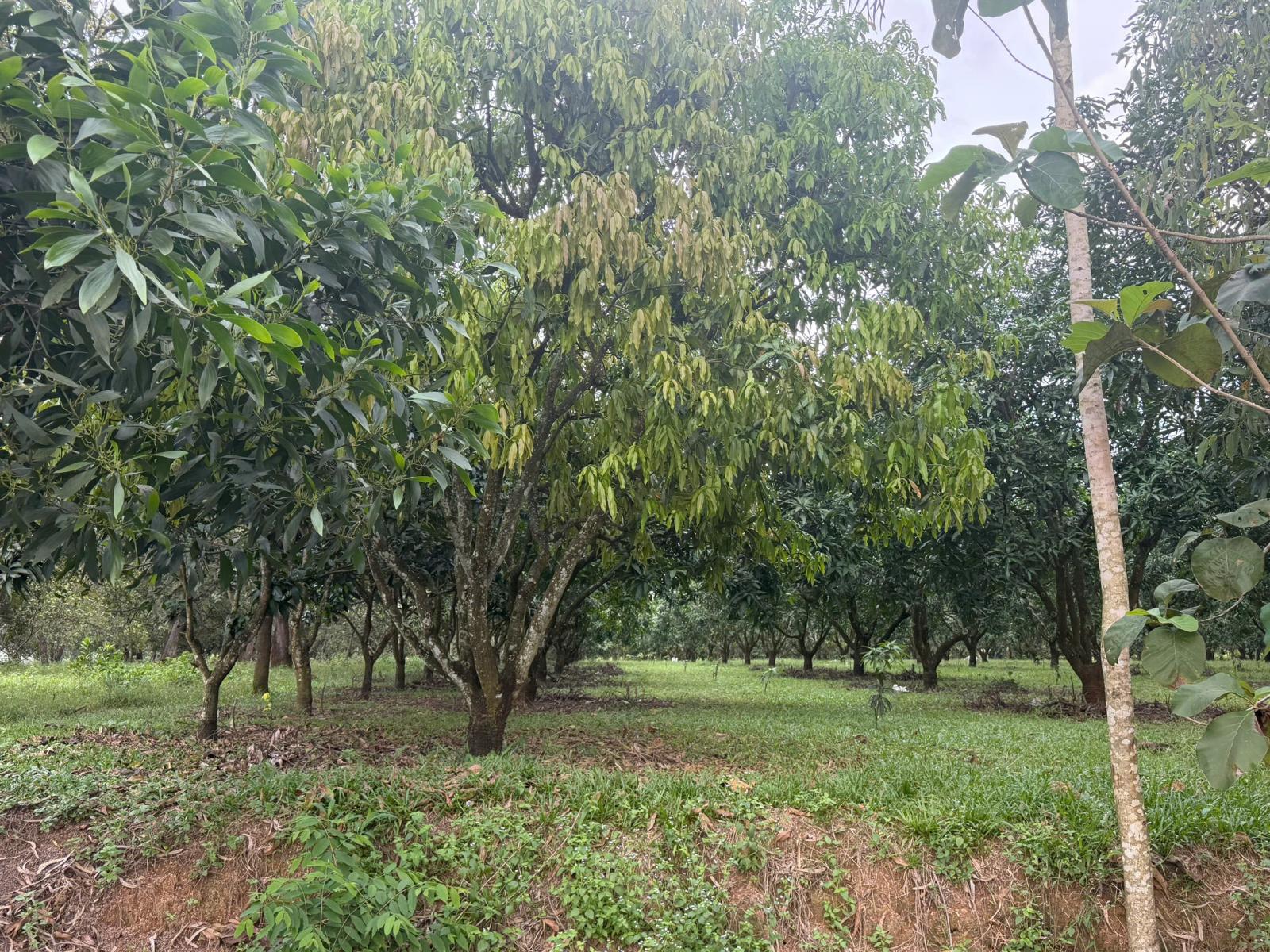 Bán Đất Nền Gia Kiệm, Thống Nhất – Mặt Tiền Quy Hoạch Giao Thông Lớn – Giá Chỉ 2 Tỷ 4
 16022051