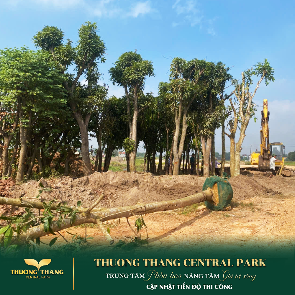 Thông tin dự án Thường Thắng Central Park – Khám phá quy hoạch tiện ích 16022499