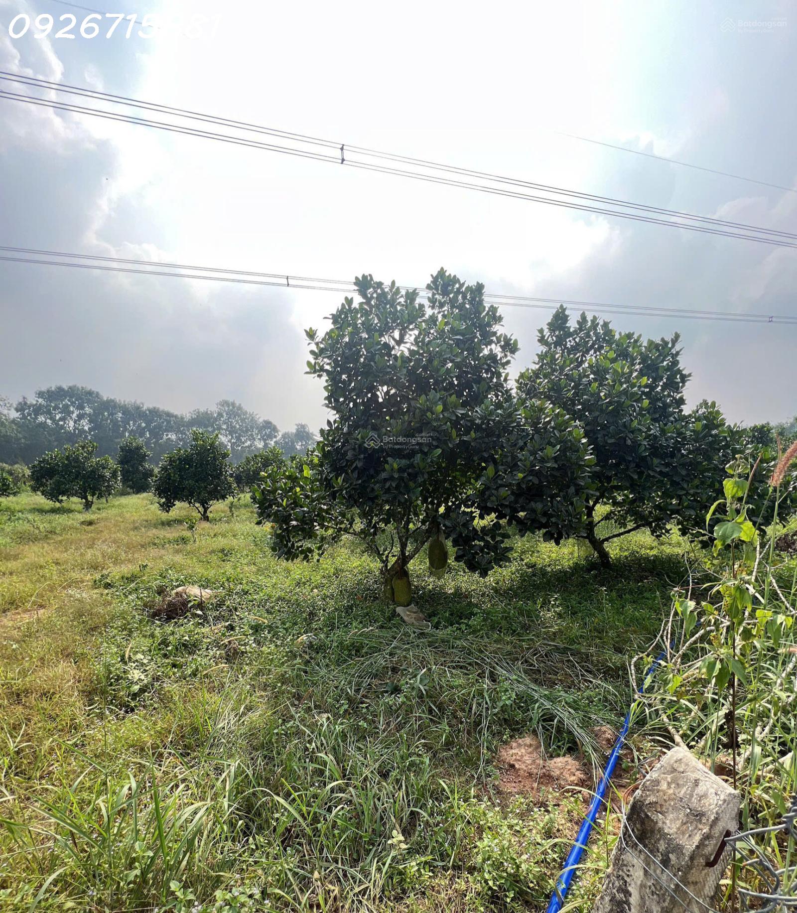 Bán đất tại 1 Sẹc đường Chánh Phú Hòa 045, phường Chánh Phú Hòa, 26 tỷ, 2200m2 16022528