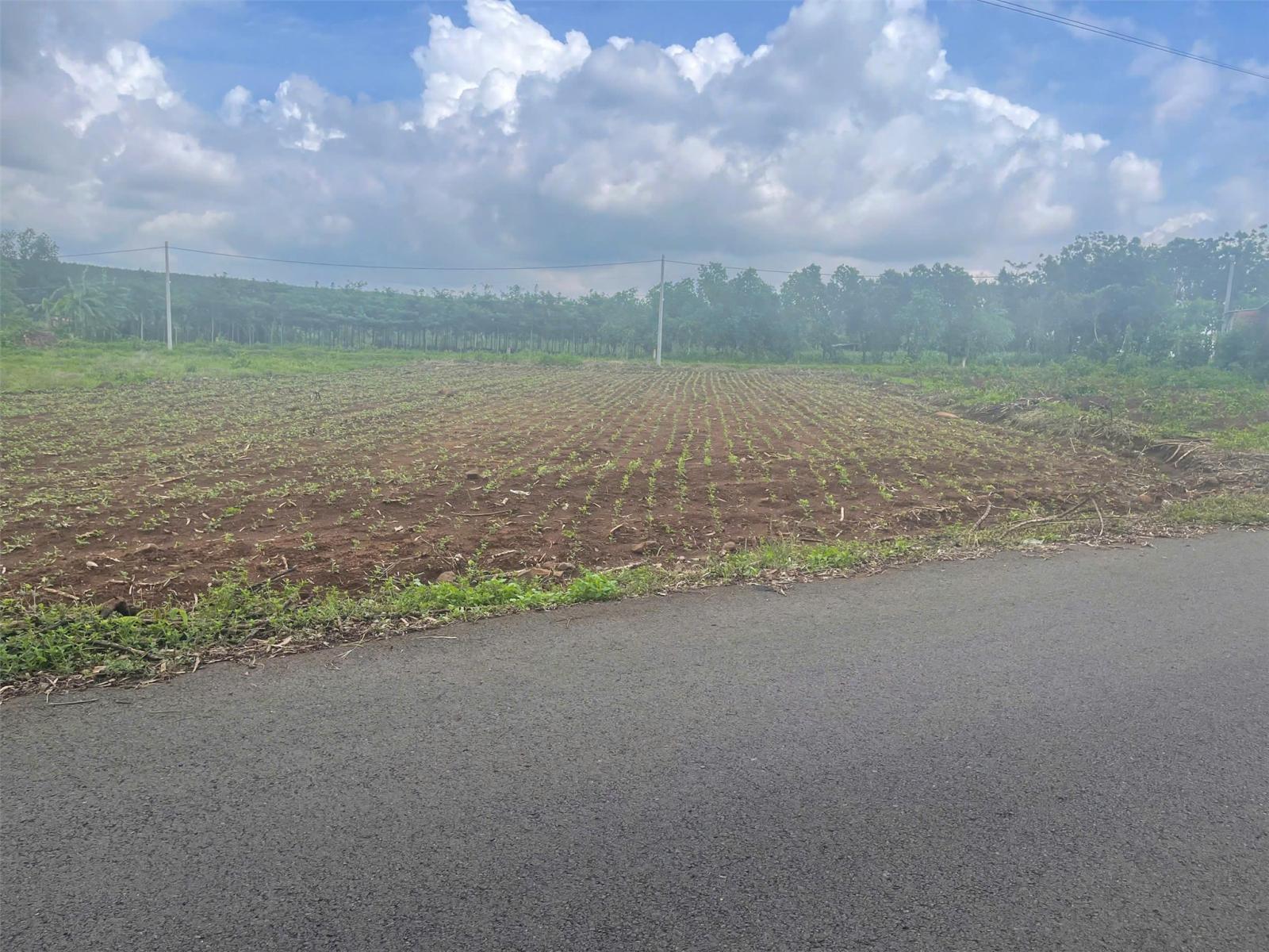 Bán lô Đất Vị Trí Đắc Địa Tại Bình Ba - Đá Bạc , Châu Đức, Bà Rịa Vũng Tàu 16022556