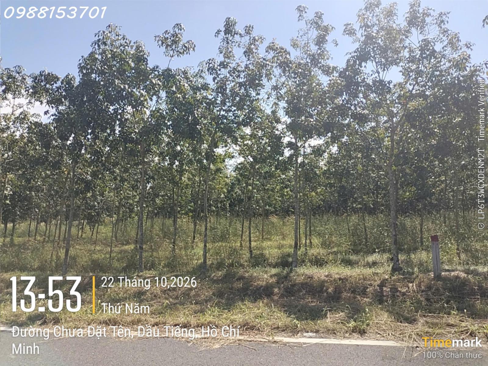 Bán đất đẹp tại Ấp Yên Ngựa, ĐT 744, Định Thành, Dầu Tiếng, 2,55 tỷ, DT 251m2 16022716