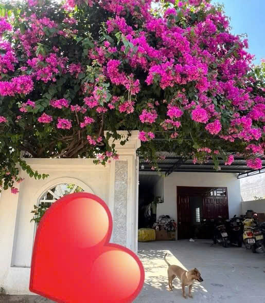 NHÀ ĐẸP – GIÁ TỐT – CẦN BÁN NHÀ NGÃ BA LONG BÌNH, P. Đạo Long, TP. Phan Rang - Tháp Chàm, Ninh Thuận 16023419