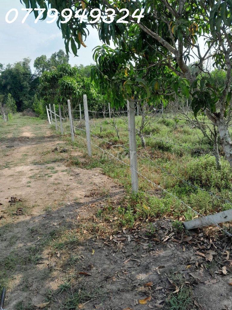 CẦN BÁN ĐẤT NN GẦN KCN PHƯỚC ĐÔNG, CAO TỐC MỘC BÀI, HCM !!! 16023510