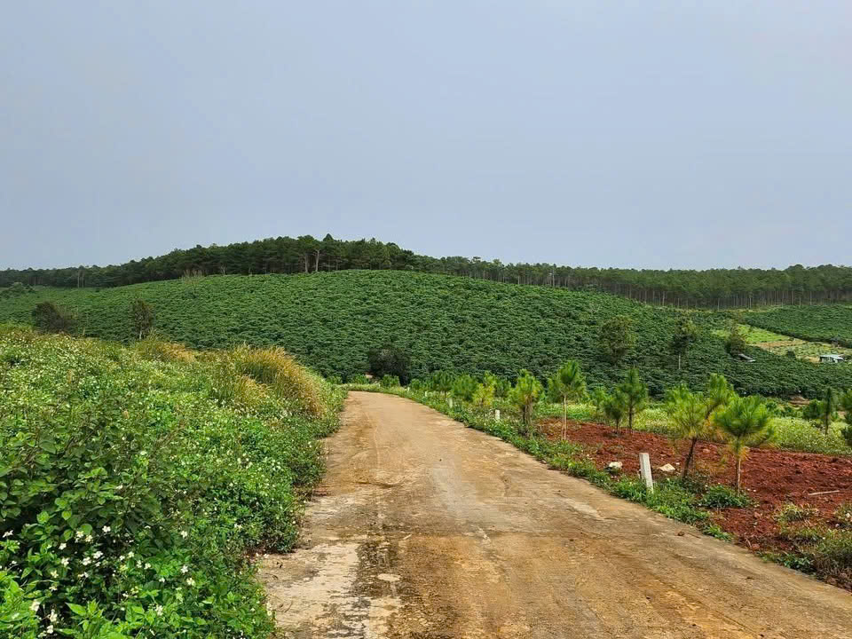 Chính chủ bán 1.000m2 đất Bảo Lâm 3, Lâm Đồng - View rừng thông, đồi trà tuyệt đẹp, 2 sổ riêng liền 16023762