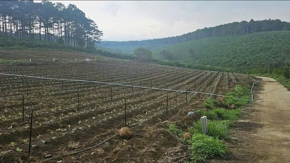 Chính chủ bán 1.000m2 đất Bảo Lâm 3, Lâm Đồng - View rừng thông, đồi trà tuyệt đẹp, 2 sổ riêng liền 16023762