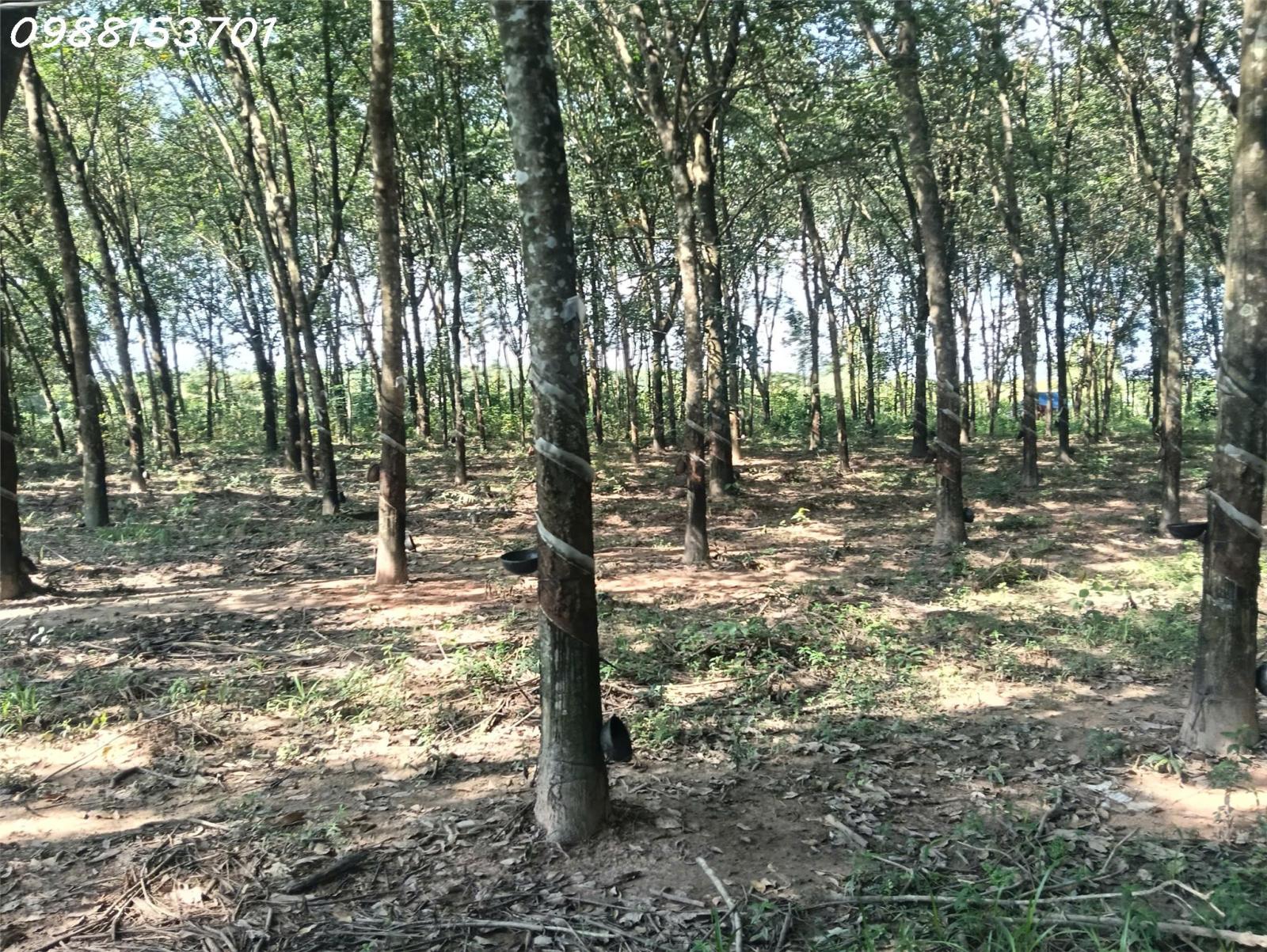 Bán đất mặt tiền đường ĐT 749A, Long Hòa, Dầu Tiếng, Bình Dương, DT 6470m2, giá đầu tư 16024592