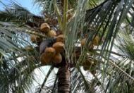 Bán gấp mẫu đất vườn dừa tại xã Châu Bình trái xum xuê đang thu hoạch mỗi tháng trên 2000 trái