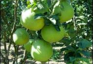 1156m2 đất vườn tại định quán đồng nai sẵn bưởi, mít, xoài xanh mướt giá 999tr