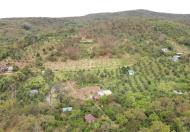 2ha7 đất điều hơn 100m bê tông mà chỉ có 1 tỷ 350 triệu - Đất vườn giá rẻ Đắk Nông