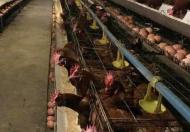 KHU XƯỞNG 34000M, LONG AN; ĐANG CHO THUÊ 1 TỈ/THÁNG, NAY BÁN GẤP 130 TỈ